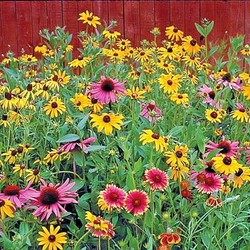2000+NATIVE PERENNIAL WILDFLOWER Mix Seeds 17 Varieties Pollinators Cut Flowers