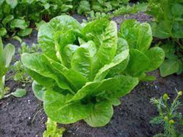 LETTUCE SEED, BUTTERHEAD BUTTERCRUNCH, HEIRLOOM, NON GMO, 500 SEEDS,