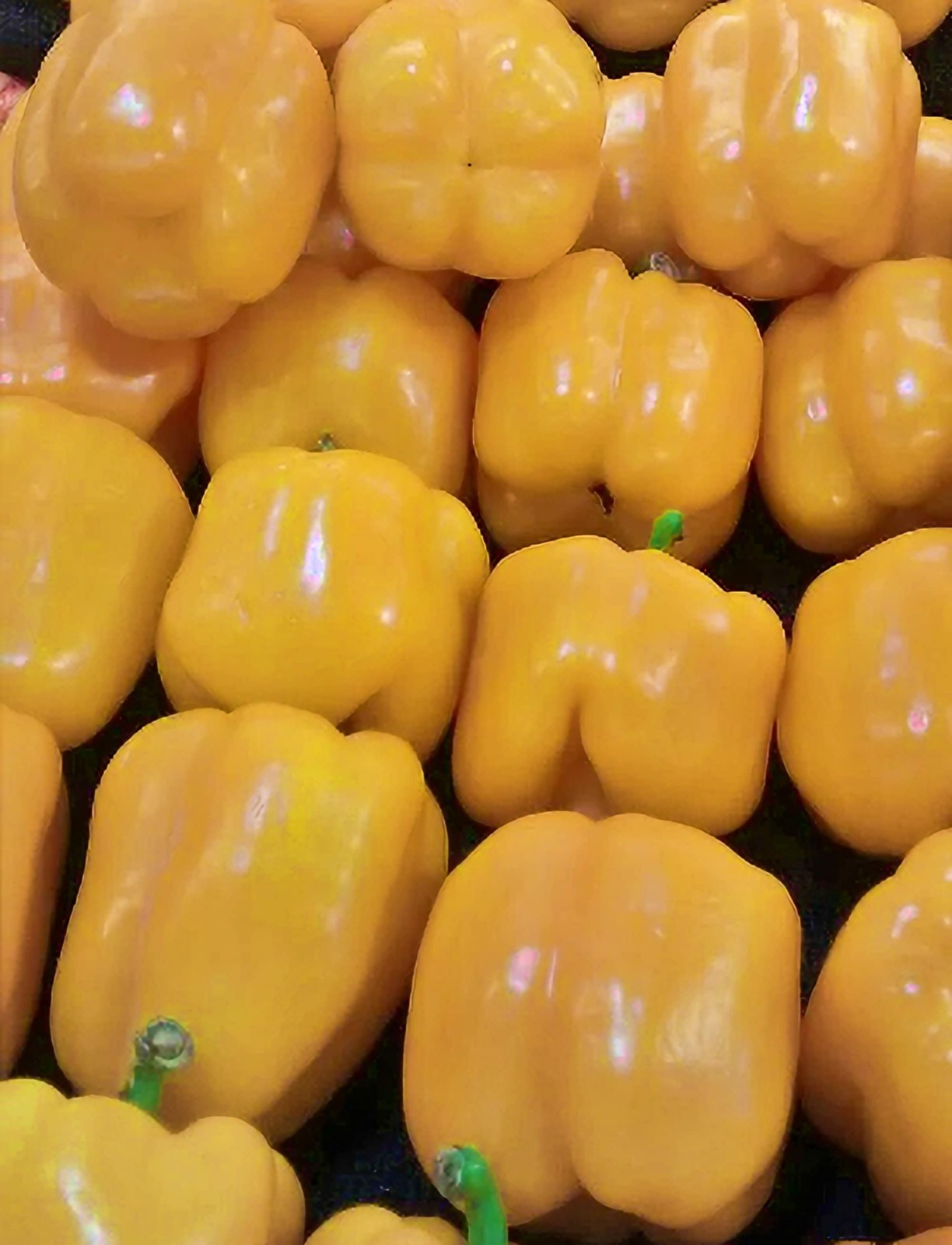 Golden Cal Wonder Pepper Seeds Box Garden Seeds Heirloom GMO Free USA