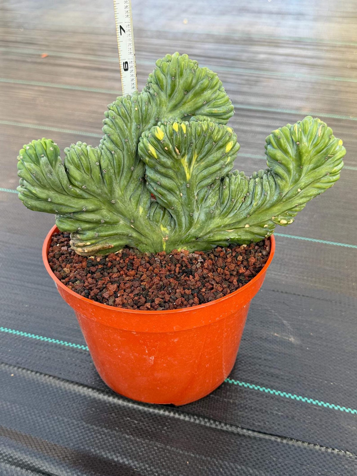 Variegated Crested Blue Myrtle Cactus – Rare Fan-Shaped Specimen | Collector’s P