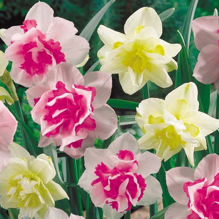 Cherry Blossom Song Flowering Amaryllis Spectacular Flower Bulb, Check our Store