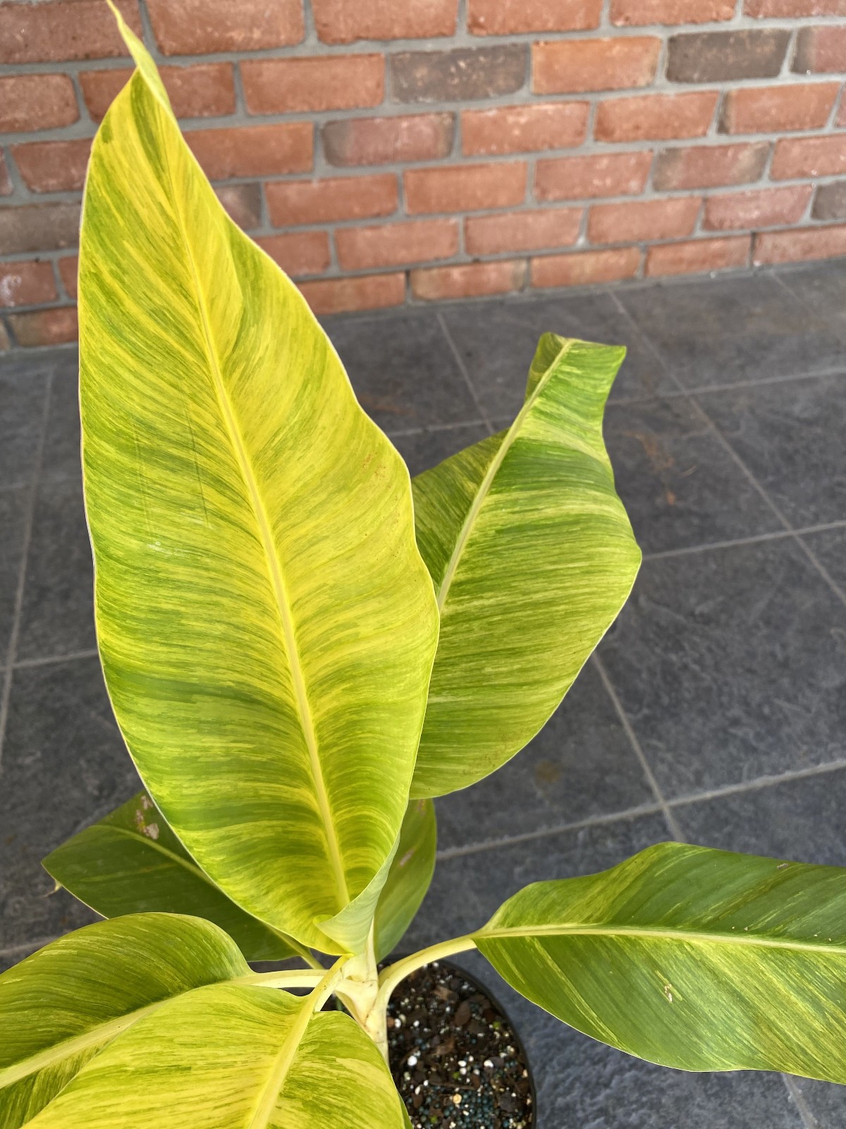 Musa sp. ‘Papua Yellow’ Seeds! Very Rare, Variegated Banana Seeds!!!