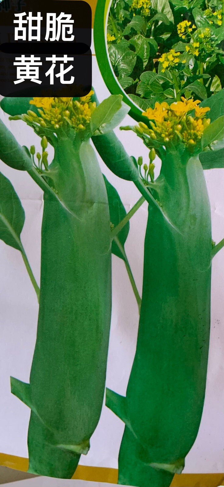 300+Chinese Kale Kailaan Chinese Broccoli GaiLan Seeds 300多粒芥蓝芥兰种子 2024年产新种子