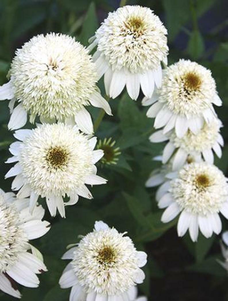 50 Double White Coneflower Seeds Echinacea Flower Perennial Flowers 20 US SELLER