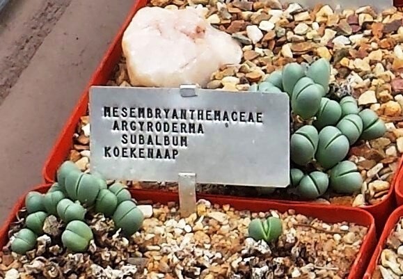 Argyroderma subalbum 100 Seeds – Split Rock Plant
