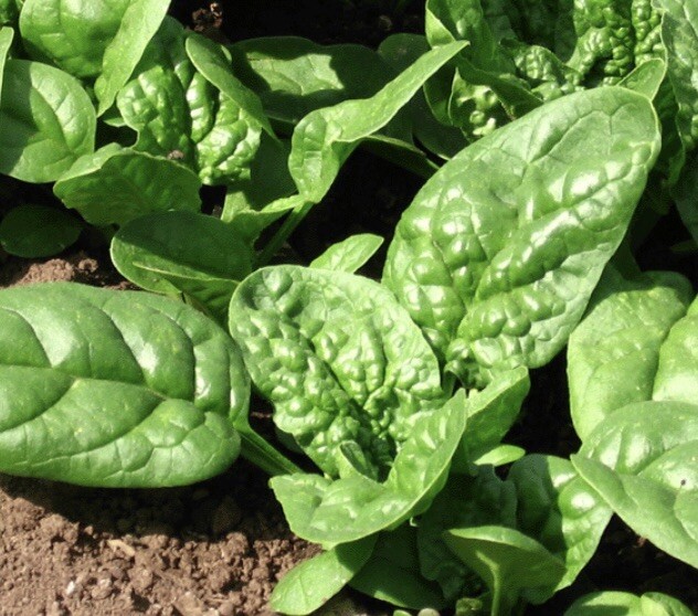 SPINACH SEED, BLOOMSDALE ORGANIC, NON GMO, 50+ SEEDS USA Seller