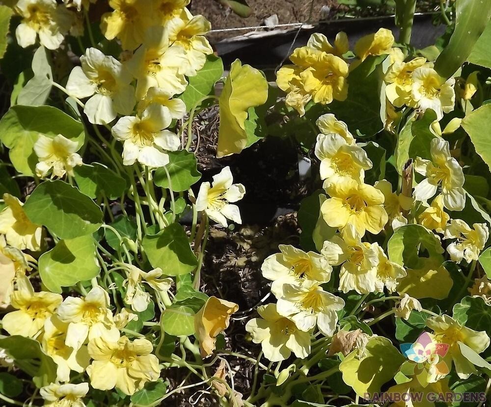 50+ Moonlight Nasturtium Seeds for Garden Planting – USA – FAST SHIPPING!
