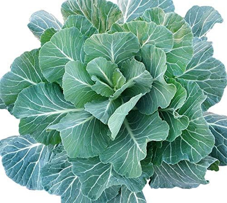 100 Giant Collard Georgia Southern Seeds Herb Collards Heirloom Non-Gmo from USA