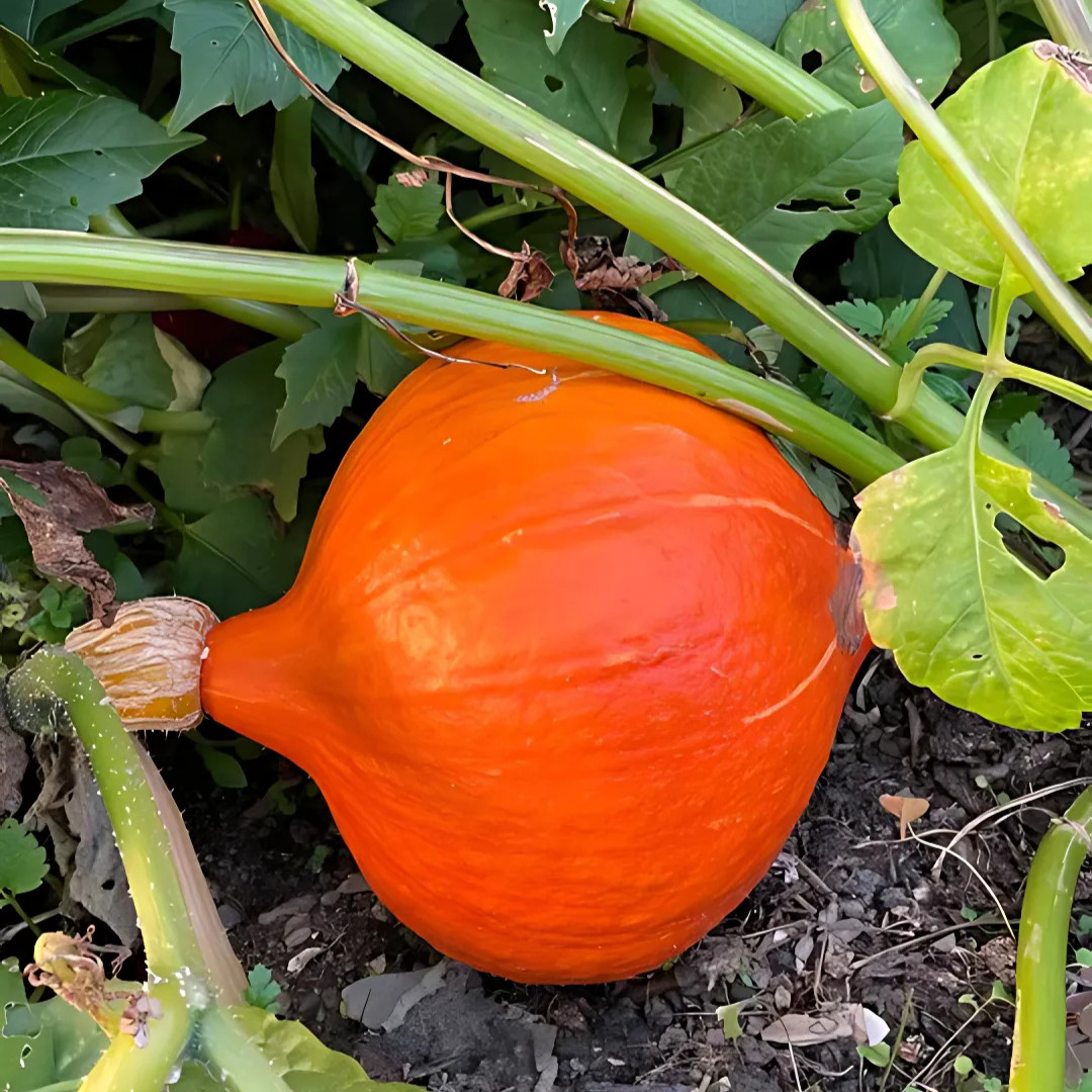 Fresh Japanese Kuri Seeds | Squash | Red | 10 Seeds | Heirloom Non-GMO | Asian