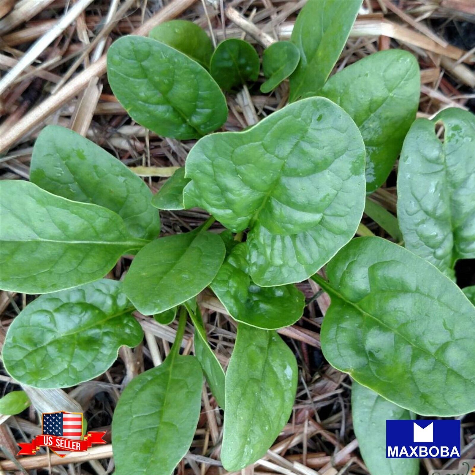 15 Malabar Spinach Seeds – Green Vines Supreme Non-GMO Heirloom BOGO 50% OFF