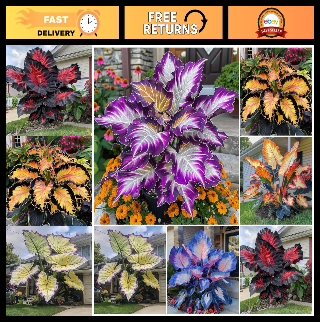 310+ Mixed Color Hosta Seeds – Perennial Shade Plants, Heart-Shaped Leaves, Easy