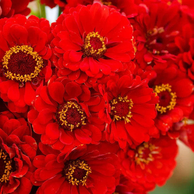 CHERRY QUEEN ZINNIA 50 SEEDS DAHLIA FLOWERS HUMMINGBIRD/POLLINATOR