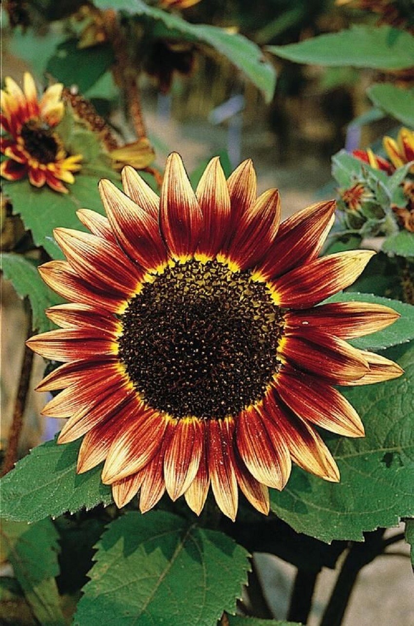 Sunflower Seeds Floristan 50 Seeds Helianthus Seeds