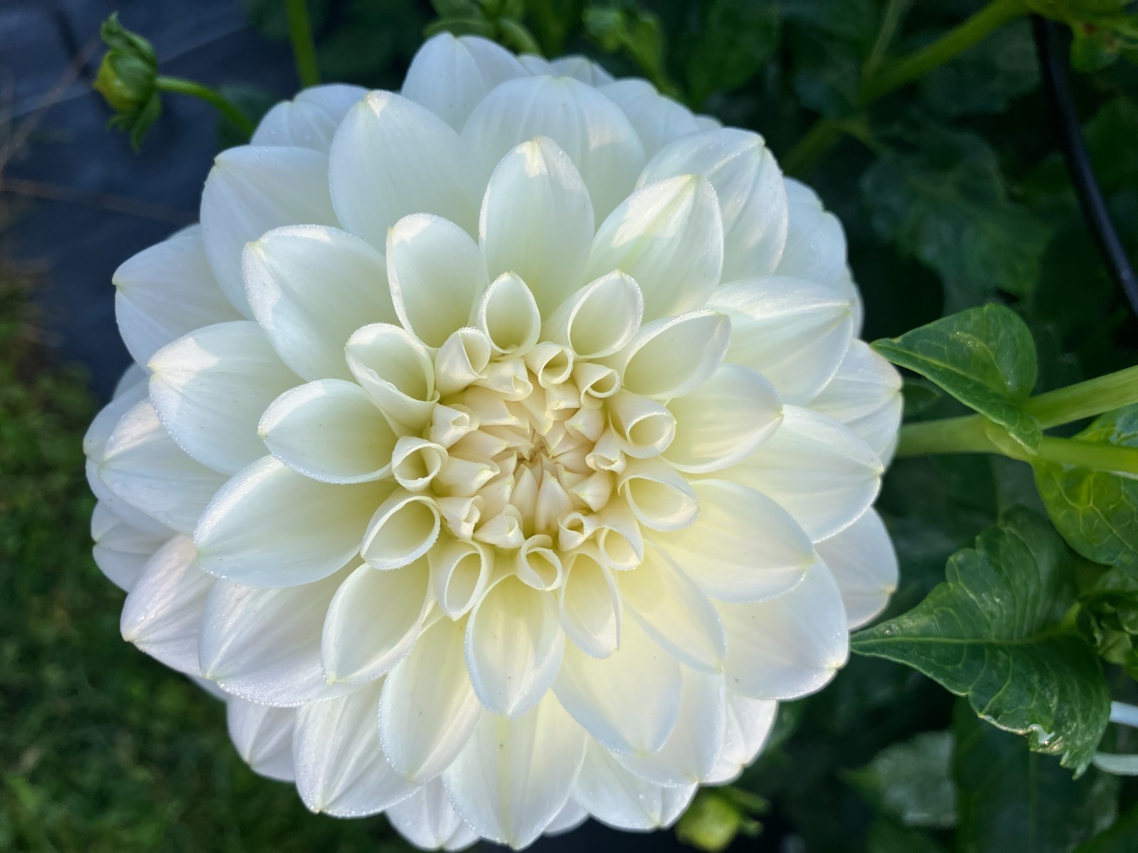 dahlia tubers bulbs LOT of eight – dahlia tuber bundle