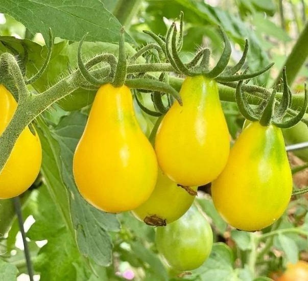 25 Fresh New Harvest of Choice Yellow Pear Premium Tomato Seeds-B 82
