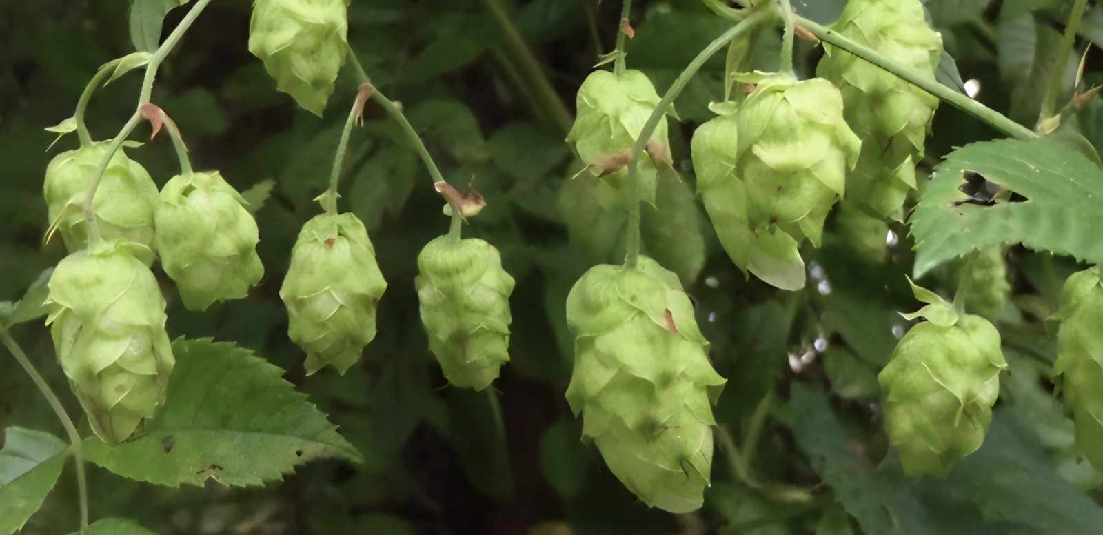 Hops SEEDS, (humulus lupulus)