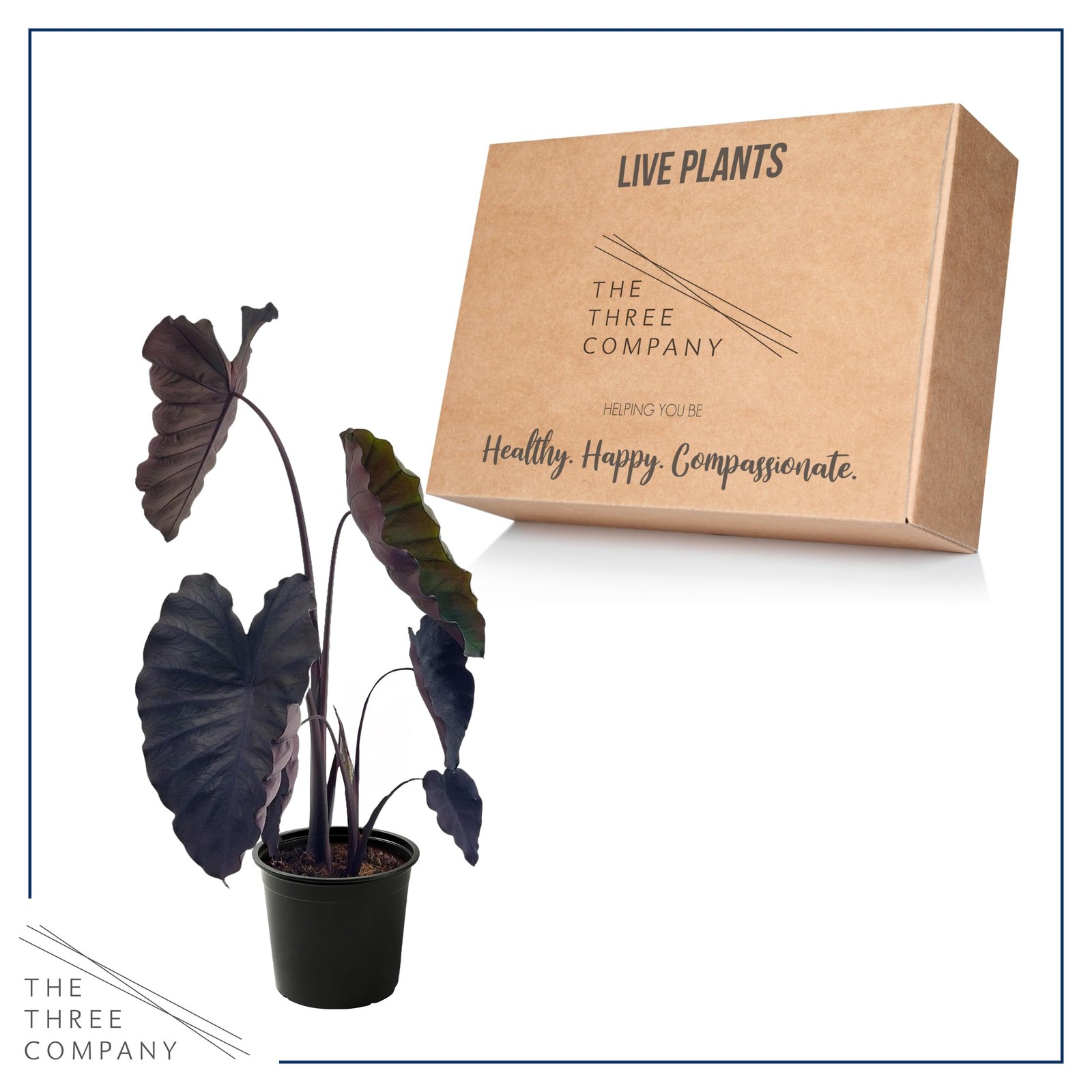 Live Colocasia – Redemption, 10” Tall by 5” Wide in 1.76 Qt Pot, Trimmed Back…