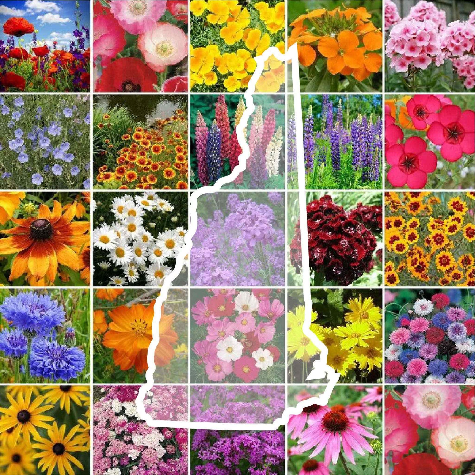 Eden Brothers New Hampshire Wildflower Mixed Seeds for 1/4 Pound,