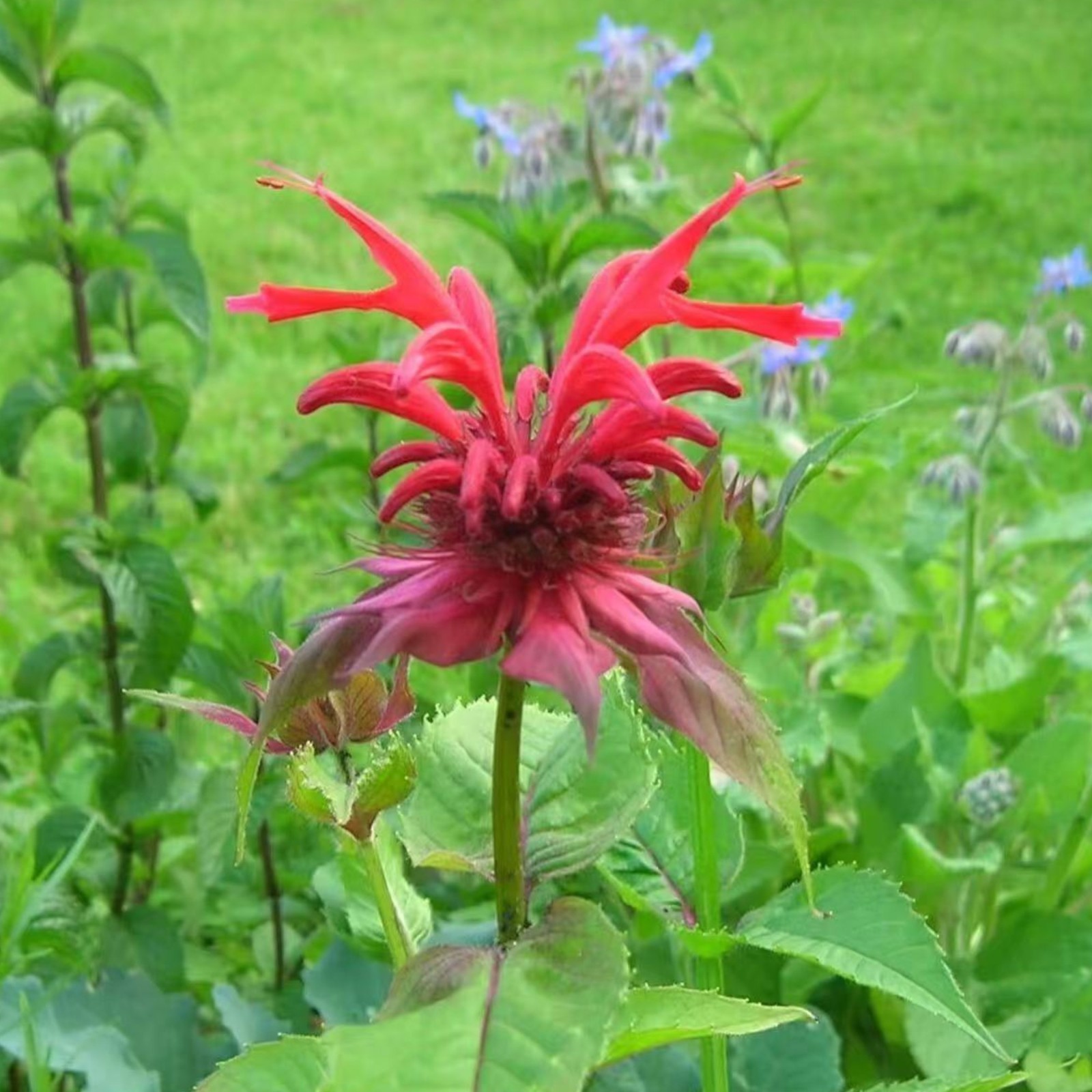 1000 Red Bee Balm Seeds Monarda – Fiery Perennial Flower for Hummingbirds