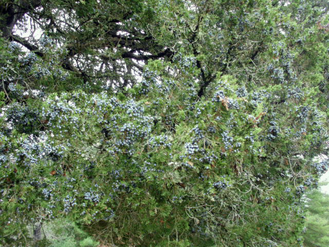 40 EASTERN RED CEDAR SEEDS – Juniperus virginiana