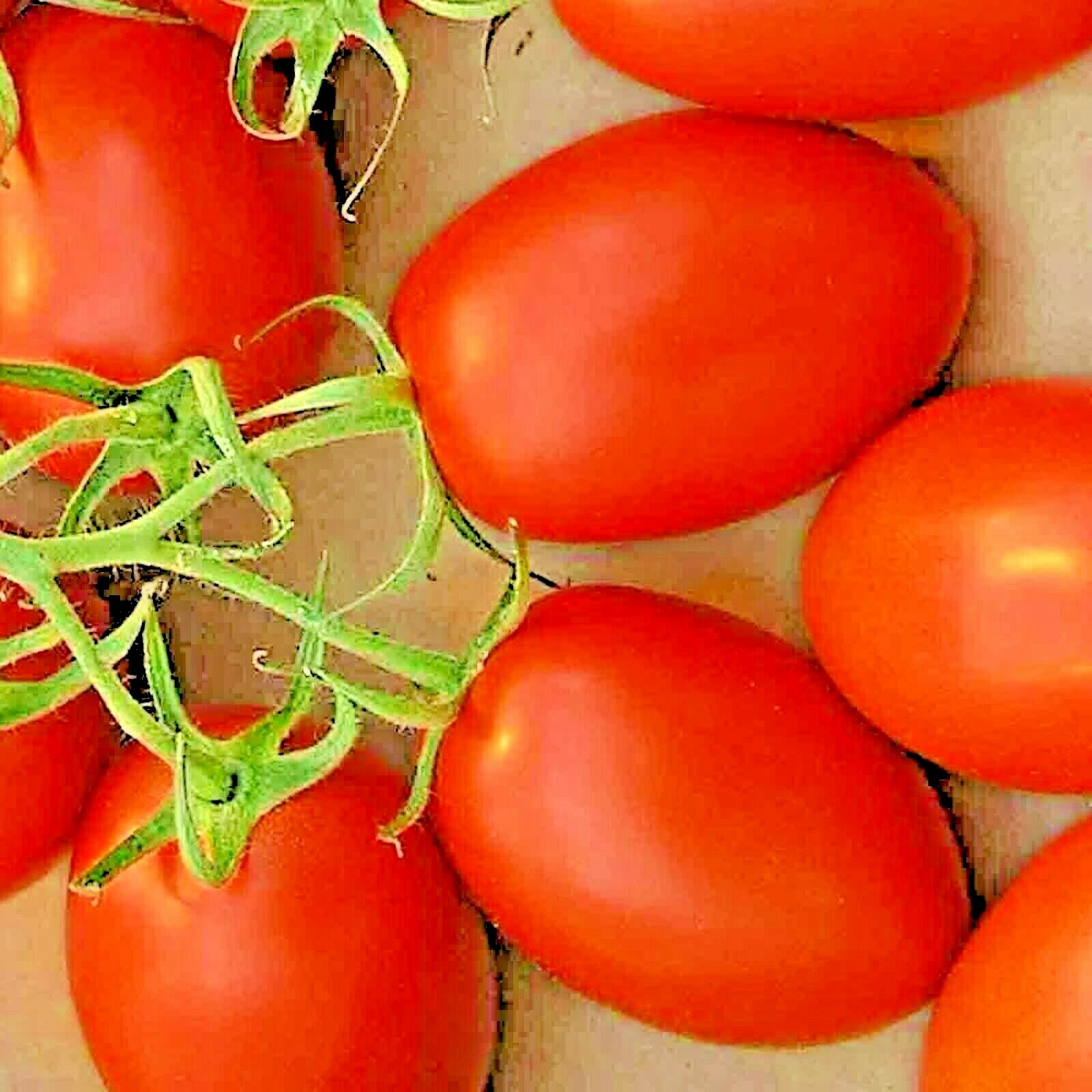 100 ROMA TOMATO SEEDS NON-GMO SPRING VEGETABLE GARDEN HEIRLOOM TASTY SAUCES US
