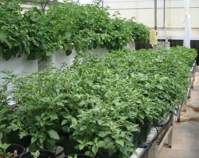 Withania Somnifera 50 Seeds, Indian Ginseng, Ashwagandha Herb, Shipped From USA