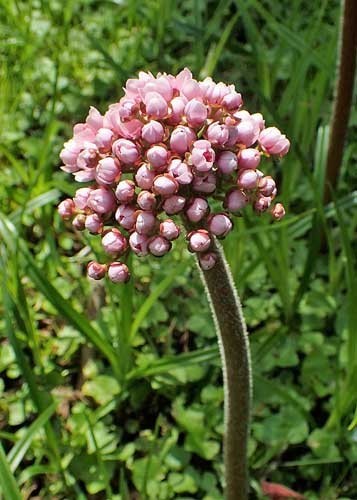 Darmera peltata | Indian Rhubarb | 50 Seeds