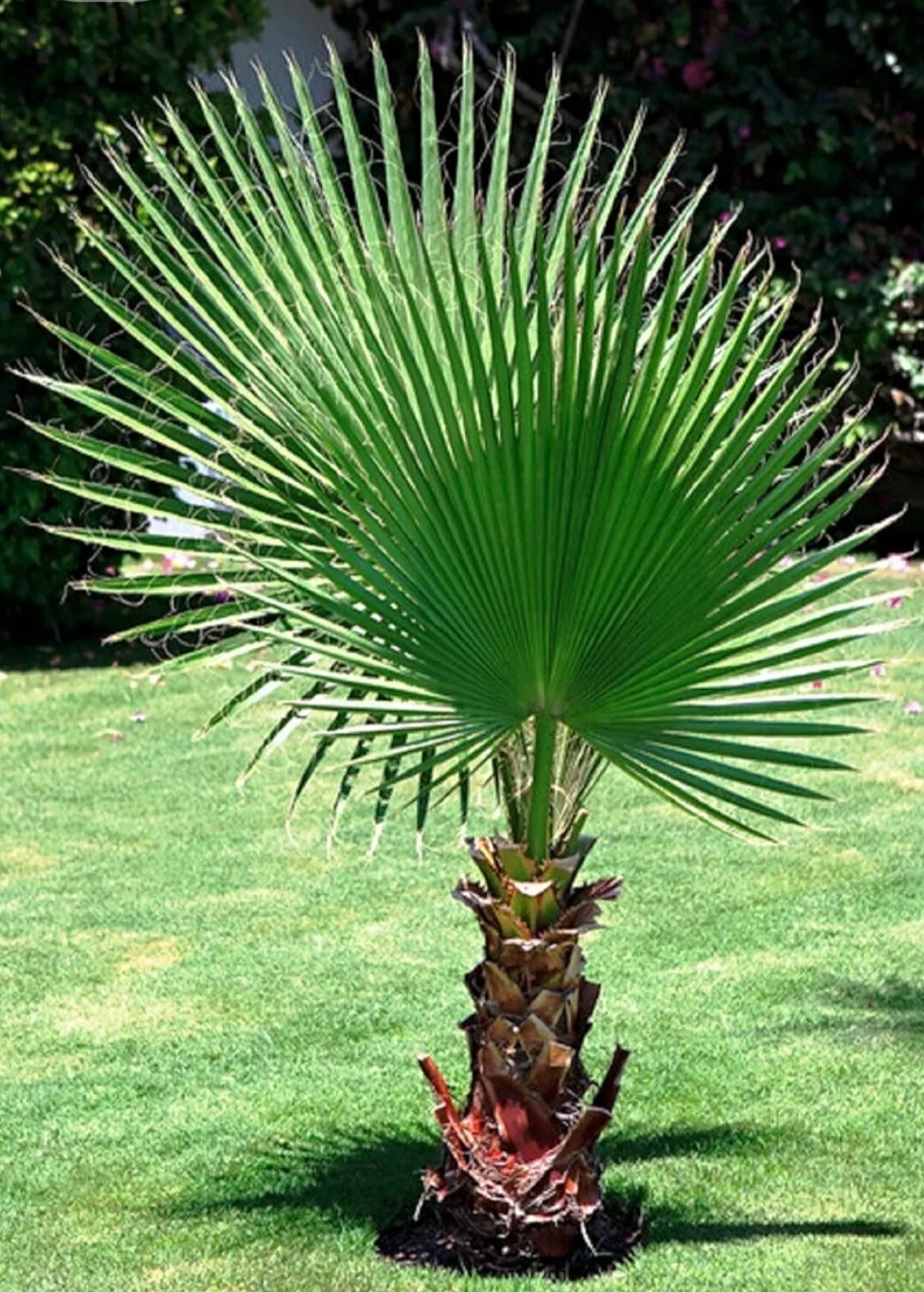 30 Fan Palm Tree Seeds, Washington Filifera, Fast Growing Evergreen Plant