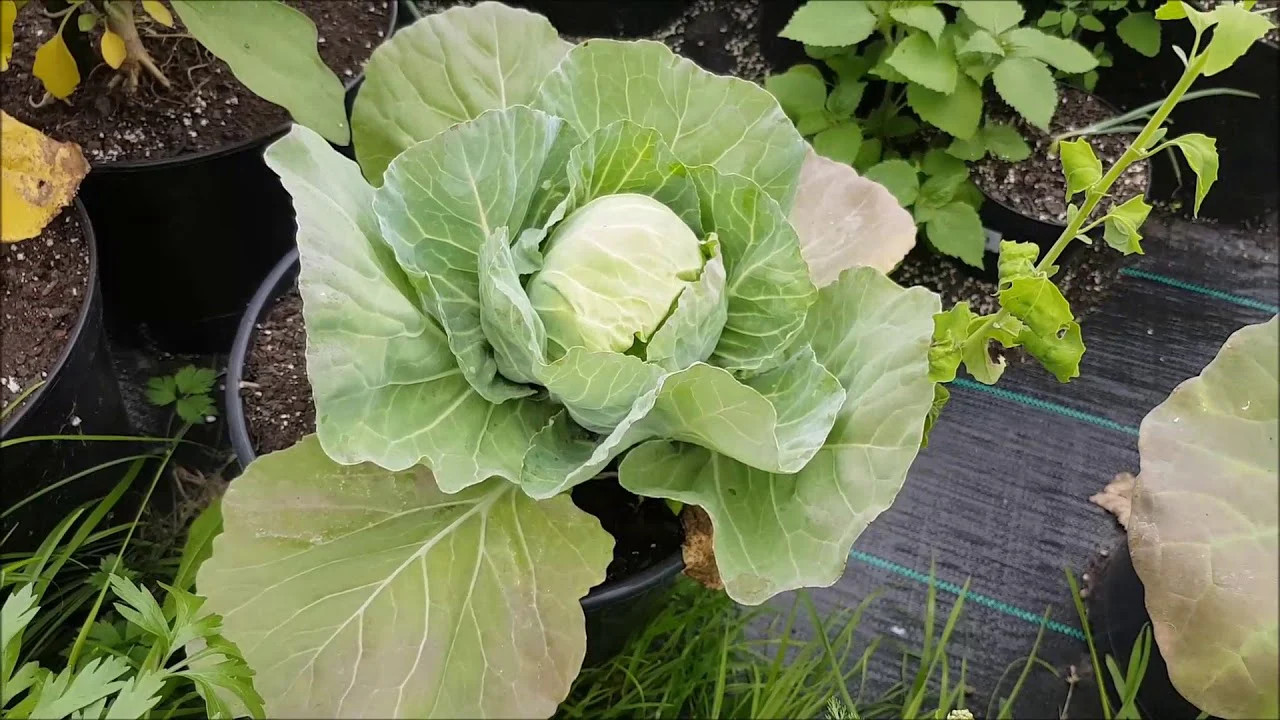 Golden Acre Cabbage Seeds | Green Canonball Slaw Vegetable Fall Garden Seed 2024