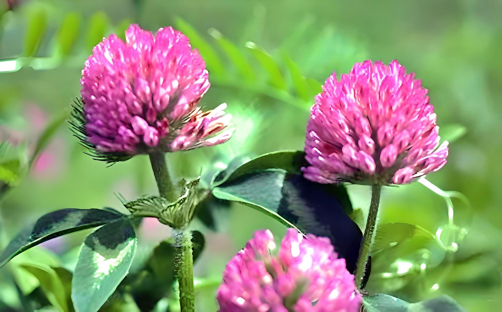 Red Clover Herb for Culinary and Medicinal Uses – Natural Health Benefits
