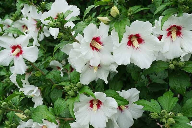 30 White Hibiscus Rose of Sharon seeds