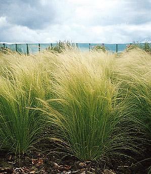 Stipa tenuissima Pony Tails 100 seeds