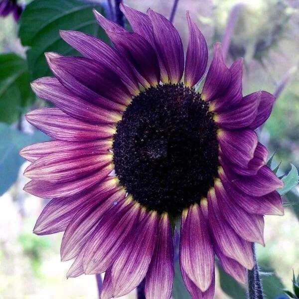 50pcs Rare Purple Sunflower Seeds – Field ‘Violet Glow’ – Stunning Heirloom.