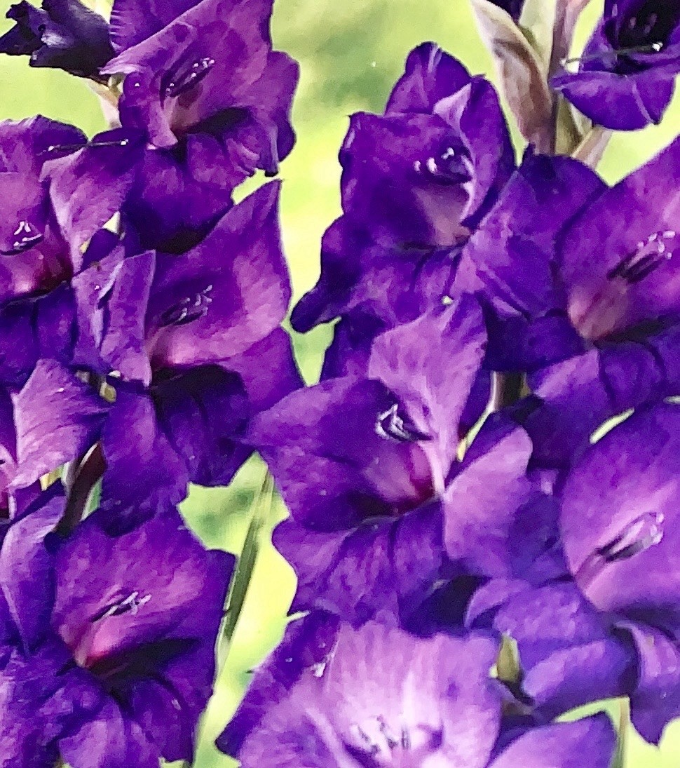 Gladiolus Purple Flora Tall Sword Lily 8 Flower Bulbs SPRING BLOOMS Perennial