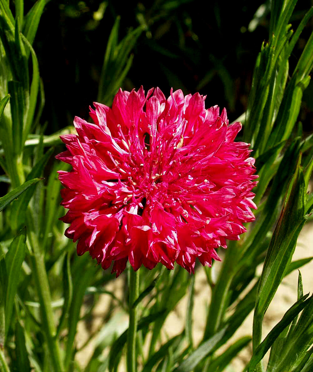 Cornflower Seeds – Tall Red, Heirloom, 100 Seeds, Open Pollinated, Non-GMO
