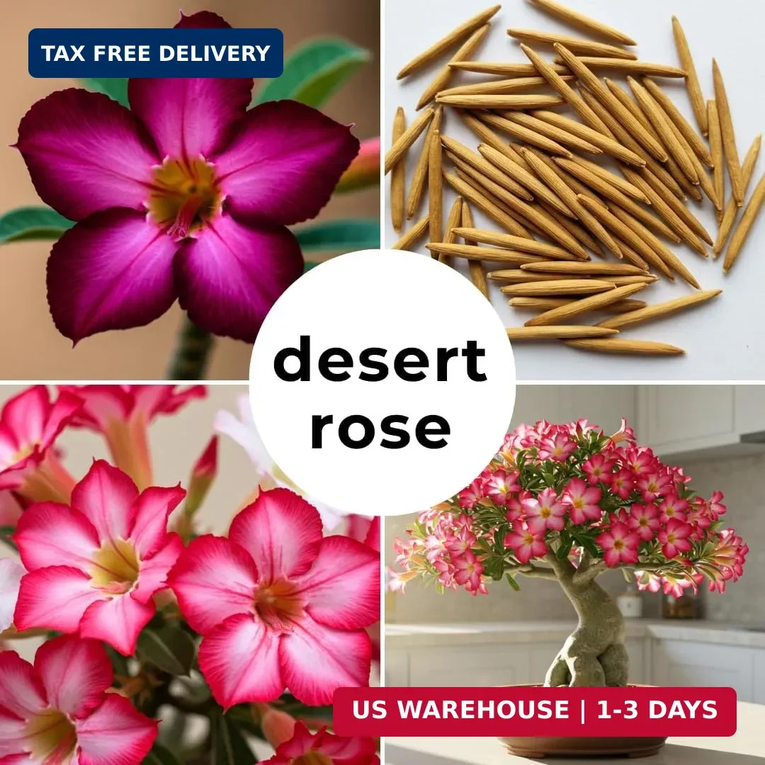 20 Mixed Color Desert Rose Seeds to Grow | 20 Seeds | Adenium Obesum Seeds to Gr