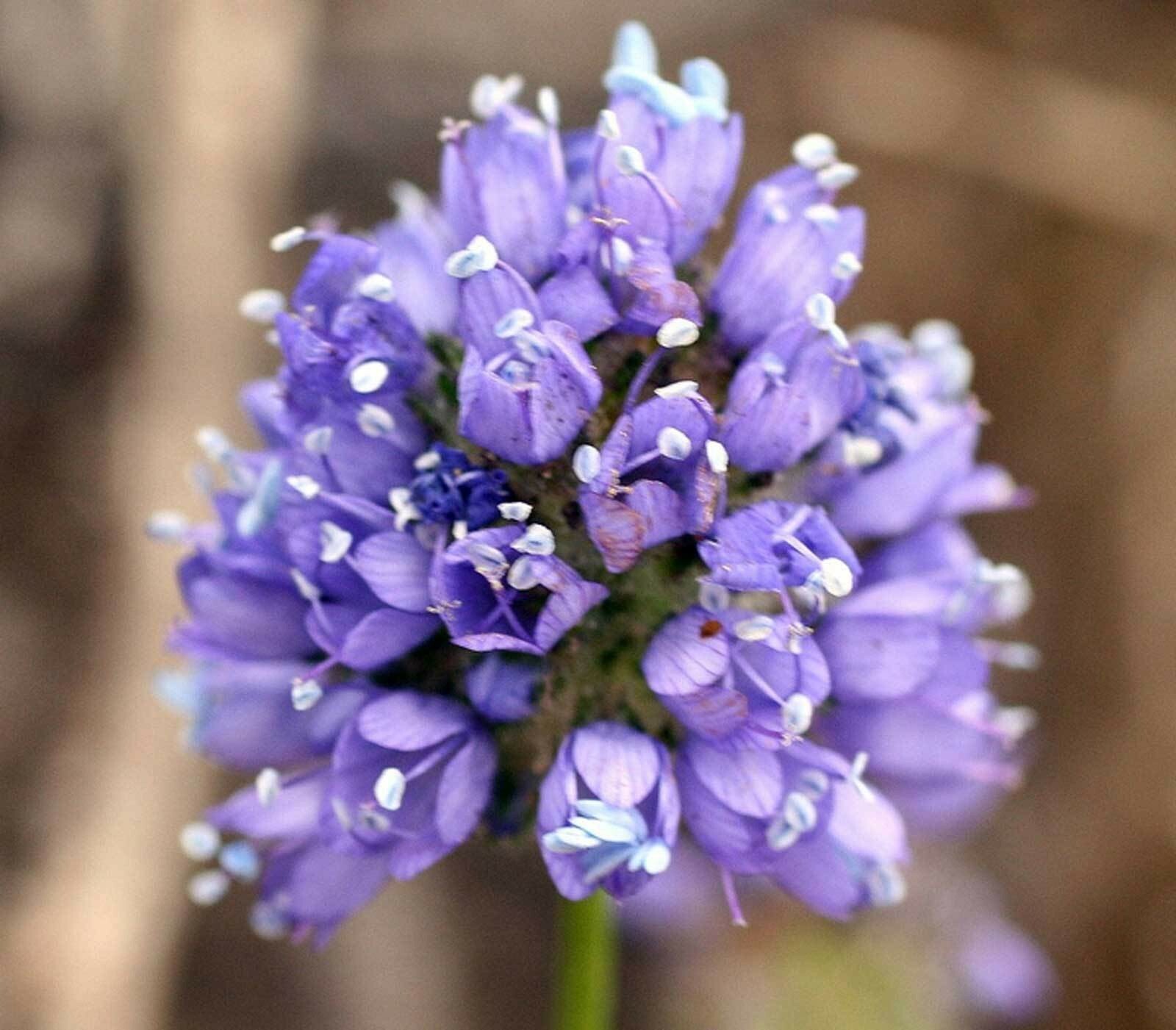 Gilia capitata | Queen Annes Blue Thimble Flower| 100_Seeds