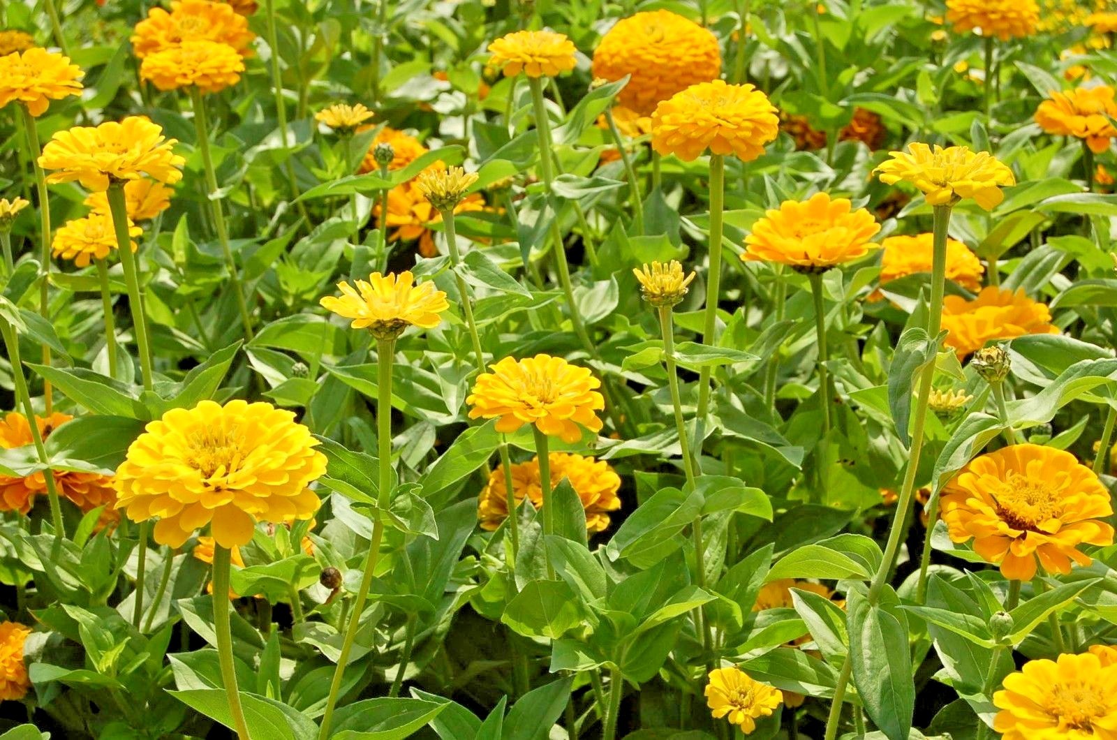 301+YELLOW ZINNIA Seeds Big Cut Flowers Summer Garden Flowering Annual Fast Easy