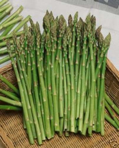 Asparagus Mary Washington 500 Seeds Great Garden Vegetable Heirloom