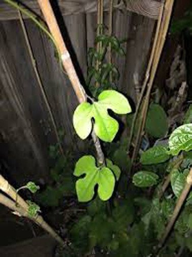 Aristolochia pothieri 10 seeds