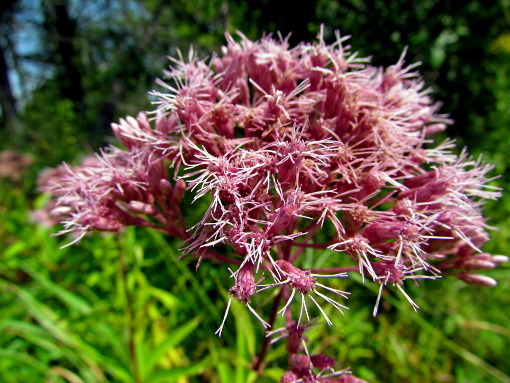 201+JOE PYE WEED Seeds Native Wildflower Vanilla Summer Flower Garden Heat Cold