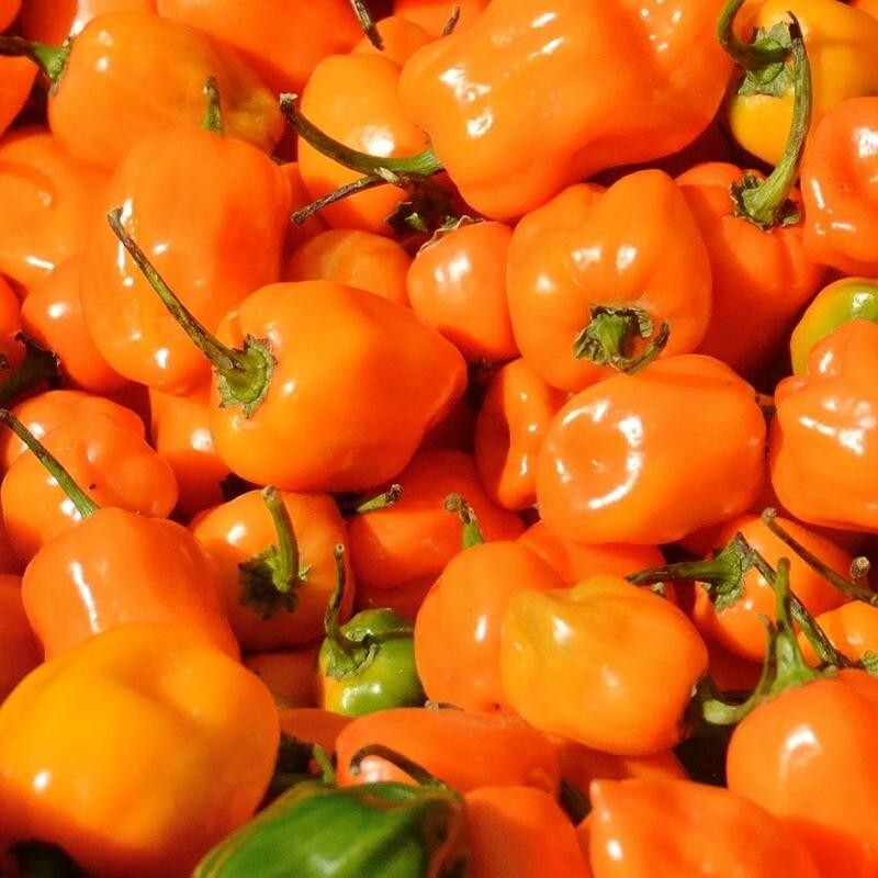 25 Fresh Hot Orange Habanero Premium Pepper Seeds-B 20