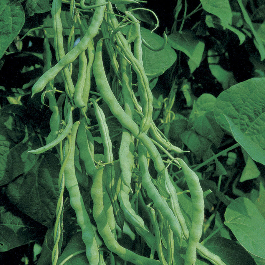 Kentucky Wonder Bush Bean – Non-GMO Heirloom Bean – 50 or 100 Seeds 2