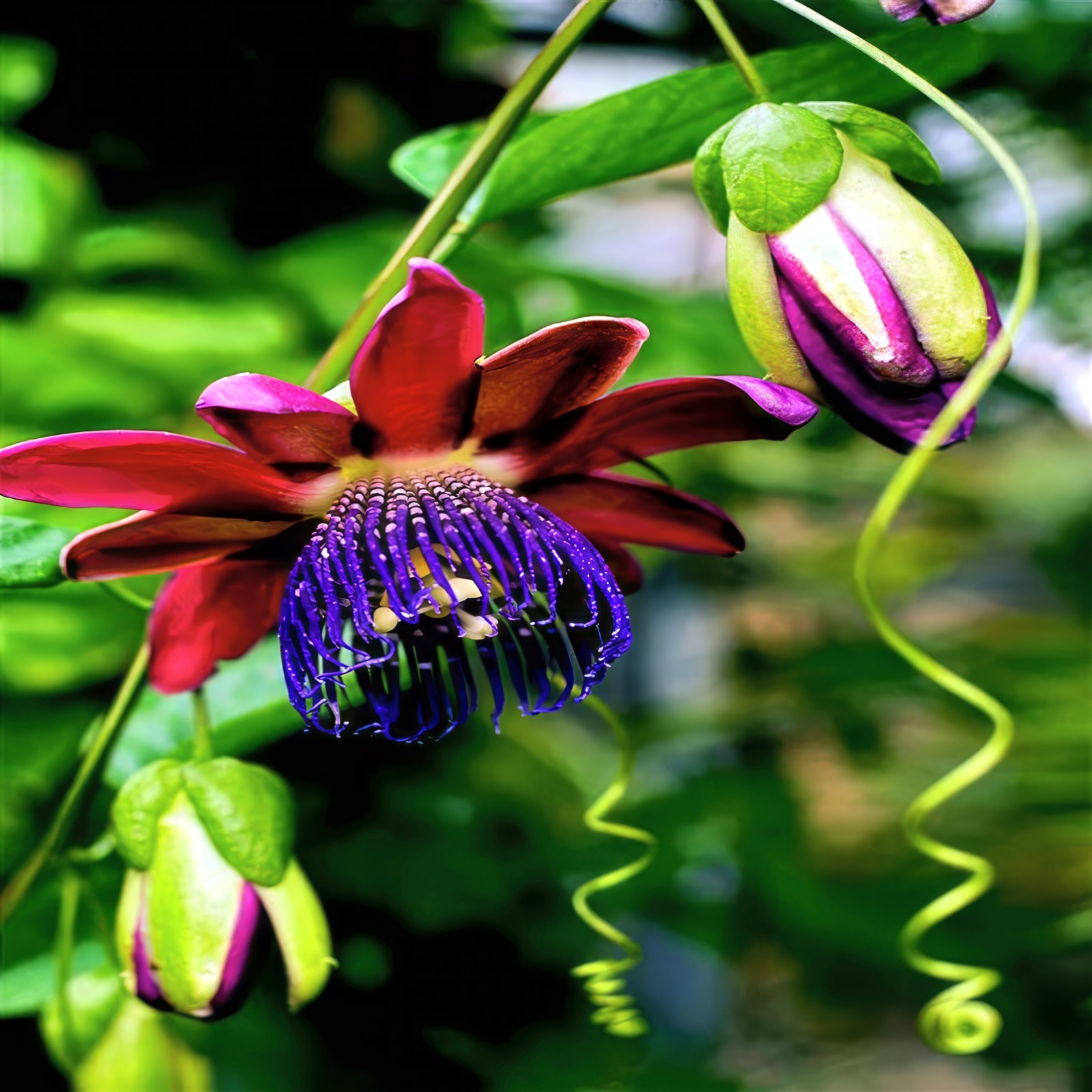 20 GIANT GRANADILLA SEEDS (Passiflora quadrangularis) Passionfruit Flower Plant