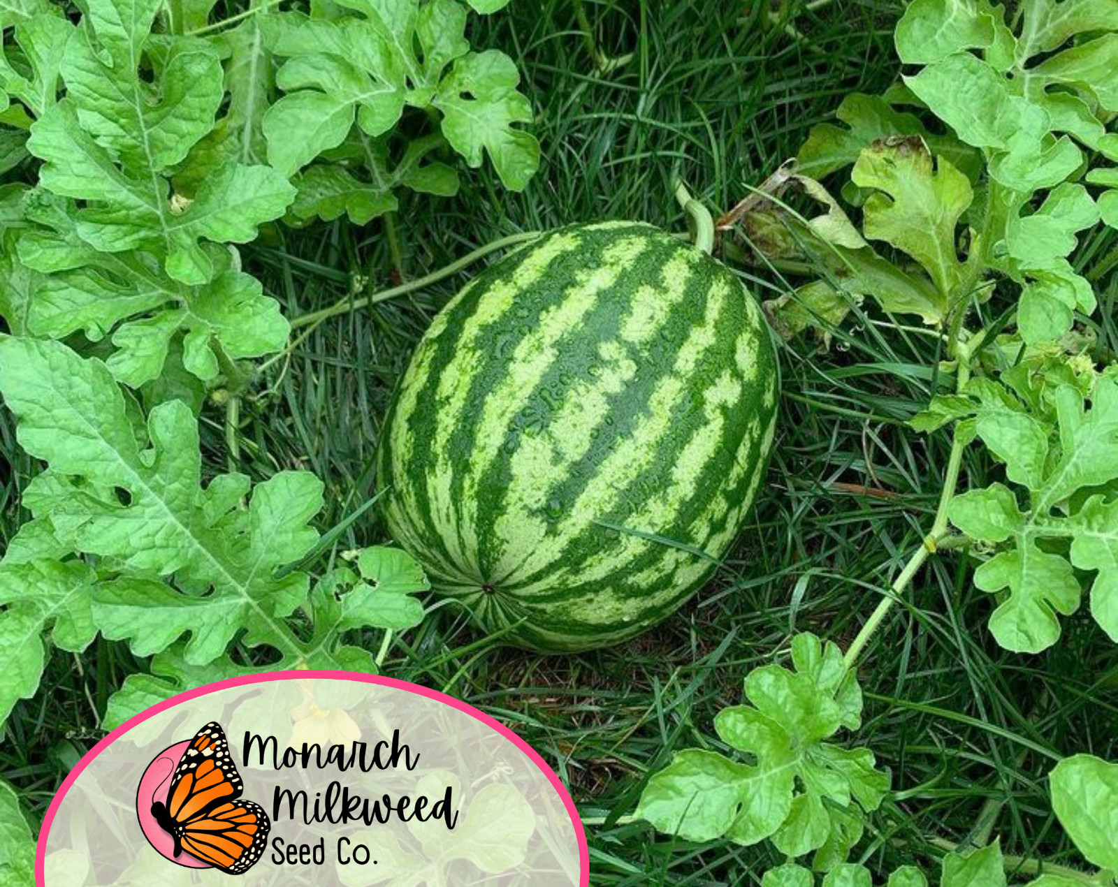 55+ Watermelon Seeds ‘Crimson Sweet’ | Heirloom, Non-GMO, Fruit Seed, Gardening