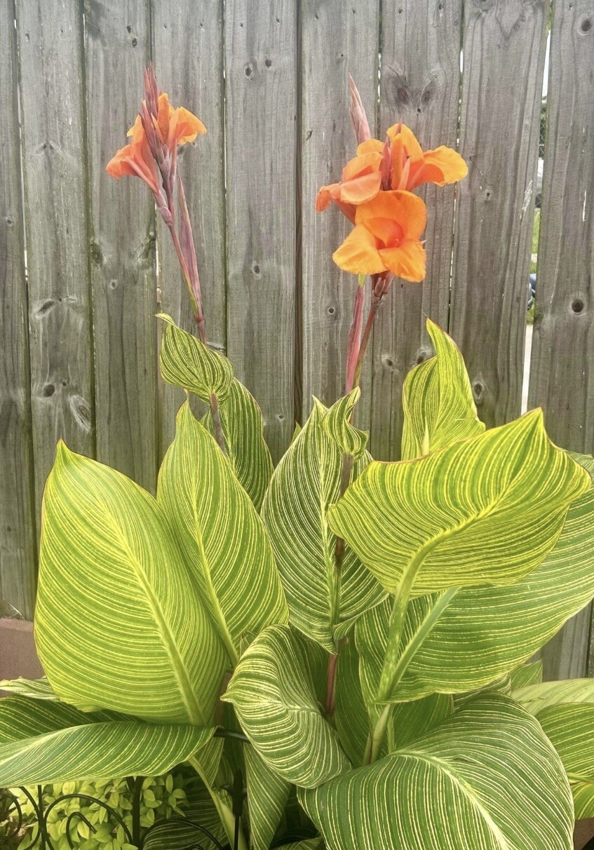 ONE Pretoria Bengal Tiger Striped Canna Lily Live Plant Rhizomes Orange RARE