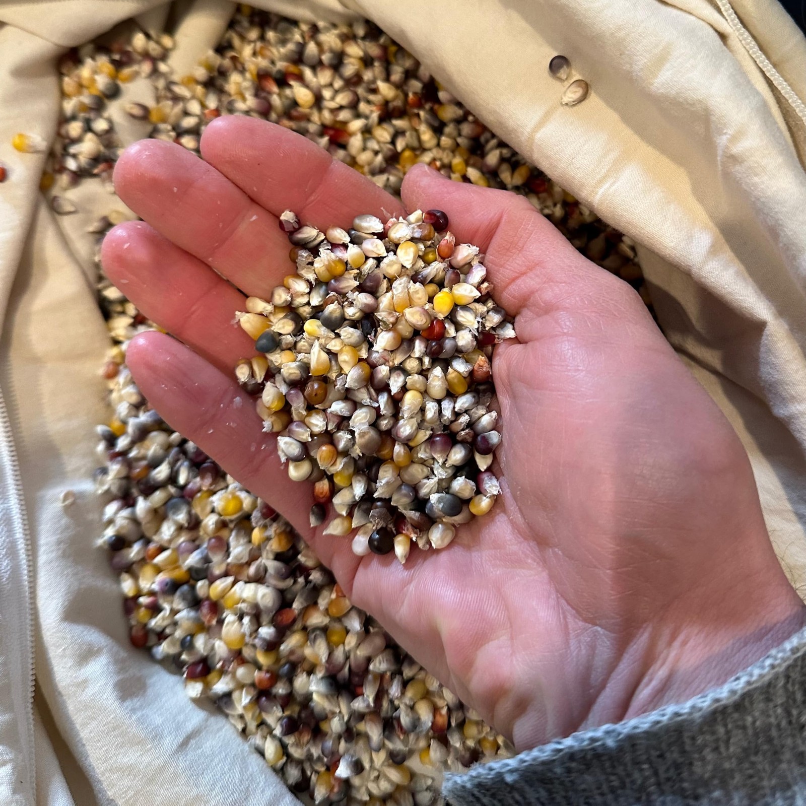 Organic Cherokee Long Ear Popcorn Seeds: 100 Count