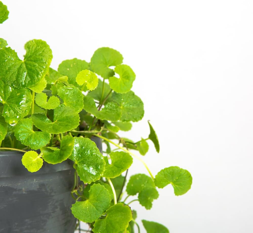 1100 Green Gotu Kola Seeds – Hat Rau Ma – Big Leaf Seed Centella Asiatica