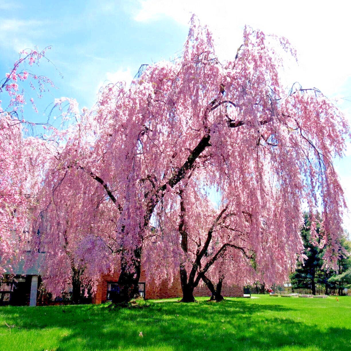 Japanese “WEEPING SAKURA” Cherry Blossom Flower Tree Seeds (pendula) Fast Hardy
