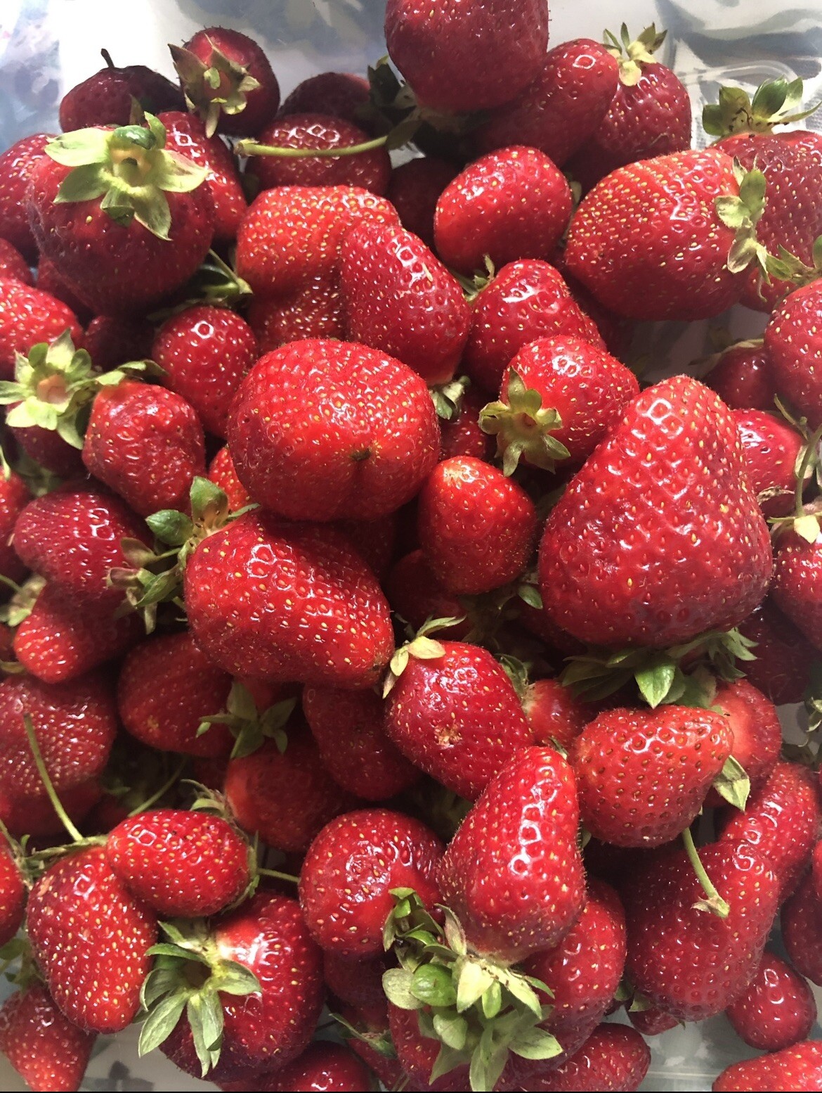 Strawberry Seeds 🍓 Homegrown Edible Garden Fruit Organic Sweet NonGMO Berry USA
